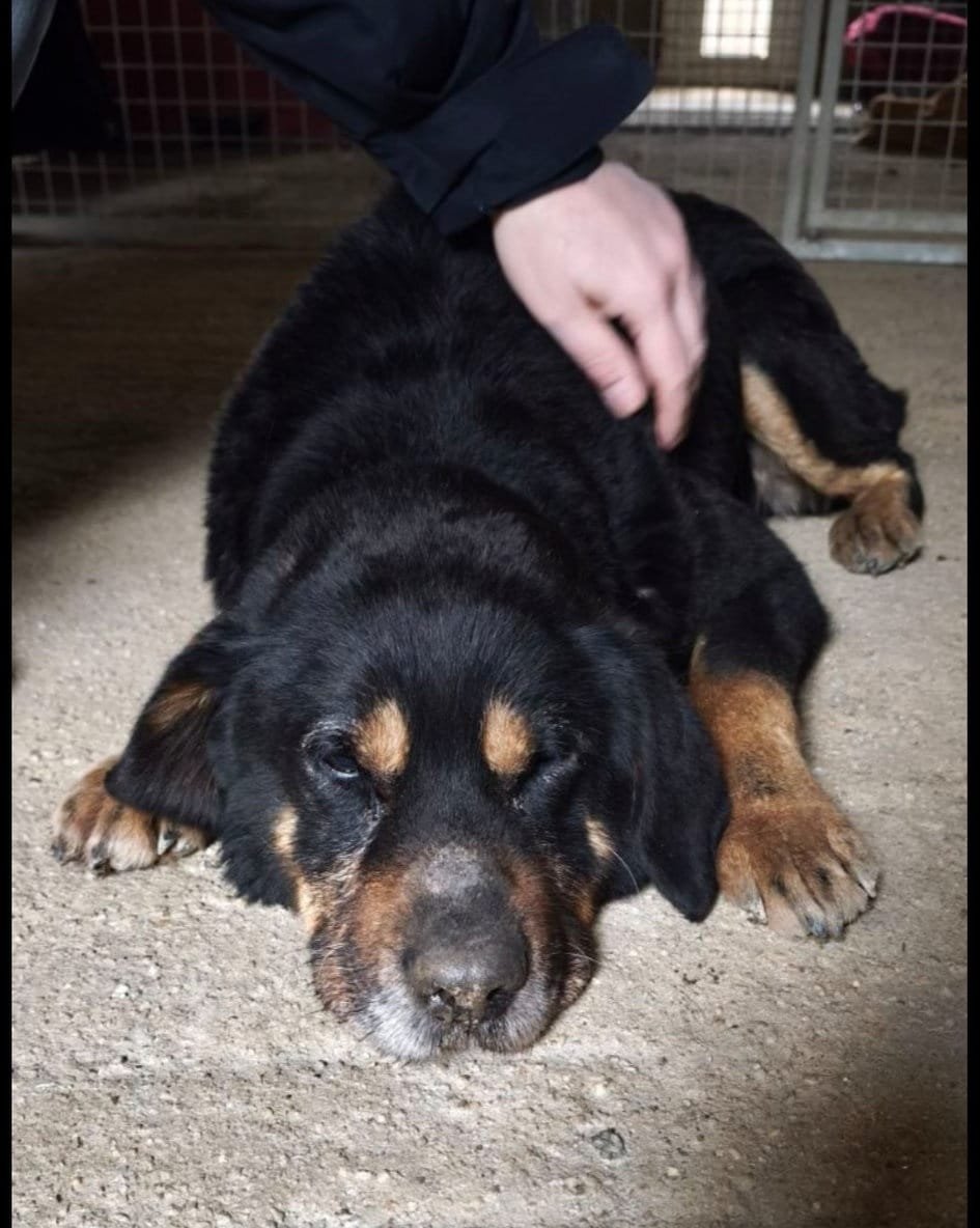 brindille85's tweet photo. Alerte euthanasie !!!
La fourrière bretagne veut euthanasier ce pauvre chien !!!
Ce pauvre loulou a été retrouvé errant avec une grosse chaîne pendante !
Il faut UNE FAMILLE D'ACCUEIL et UNE ASSOCIATION pour le prendre en charge avant qu il n'aille à la piqure !!!
Secteur pontivy Loudeac  josselin
Contact : 06 22 34 20 16