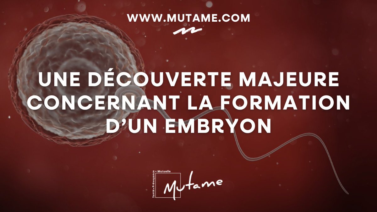 Trois protéines viennent d'être identifiées dans le processus de fusion entre un #spermatozoïde et un ovule afin de former un #embryon. #IA cutt.ly/UeCSFM3A