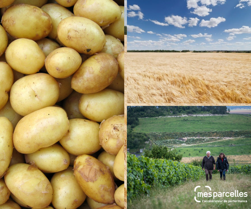 MesParcelles_'s tweet photo. [OAD] Comment MesParcelles aide les agriculteurs à #protéger leurs cultures ? 🔒

En intégrant différents #OAD à sa solution dont : 
🥔 #Mileos pour les cultures de pommes de terre 
👨‍🌾 #Optiprotect pour les cultures de blé
🍇 #DeciTrait pour les vignes 

https://t.co/Q4hgQD0FVX https://t.co/eKT9gDz5kA