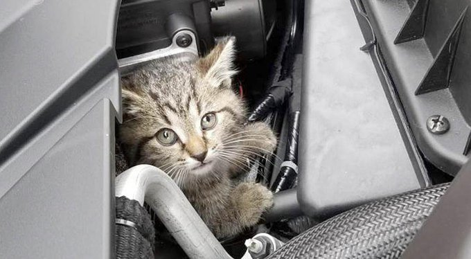 policia's tweet photo. ¿Sabías que los días de frío los #gatos se refugian en los #coches?🚔 🐈

Antes de arrancar tu coche, da unos golpes en el capó y podrás salvar su vida  

Es sencillo y rápido    

We💙Animals https://t.co/rKN2bkqUdh