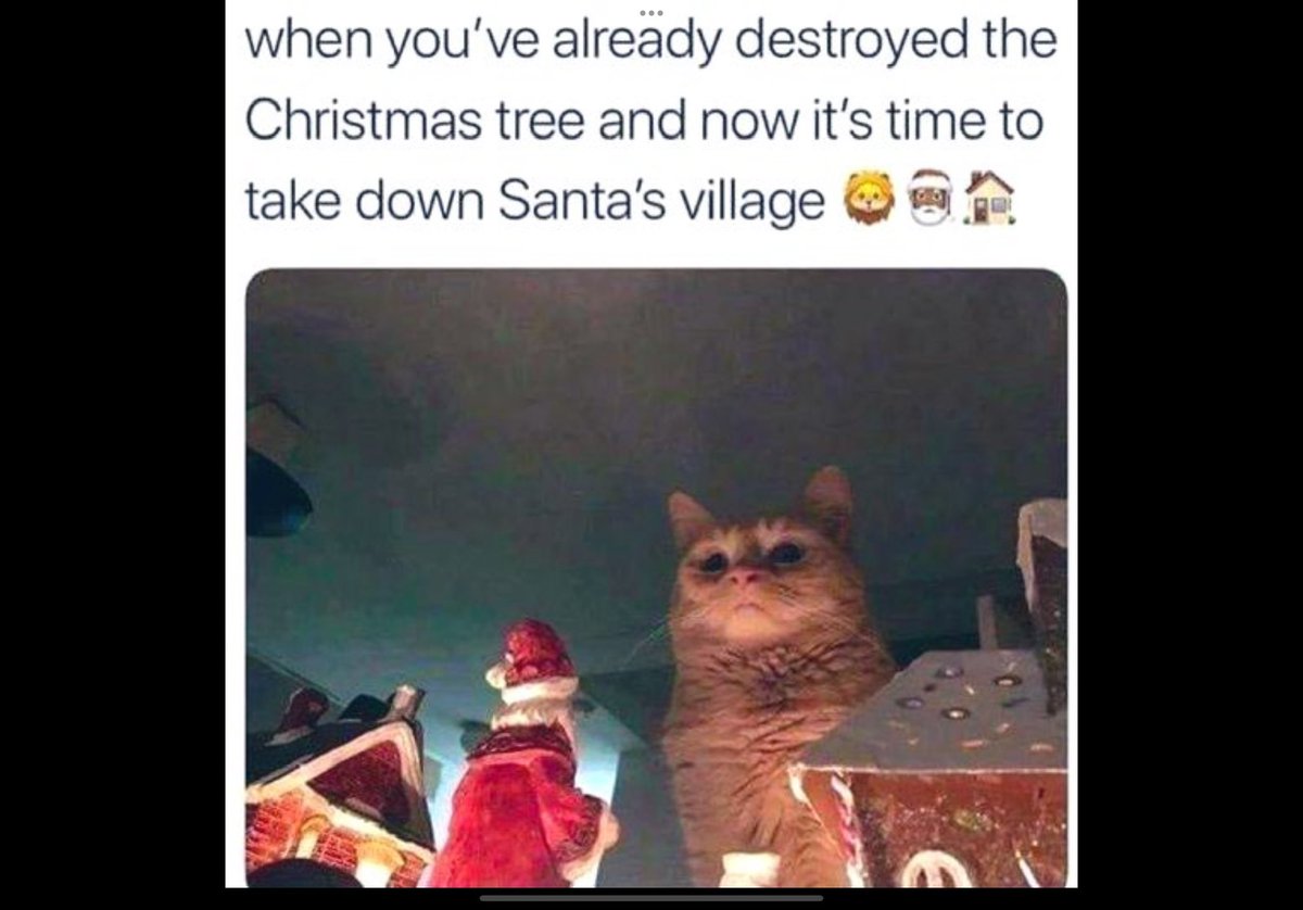 FlavellG's tweet image. #CatsOfChristmas 🎄