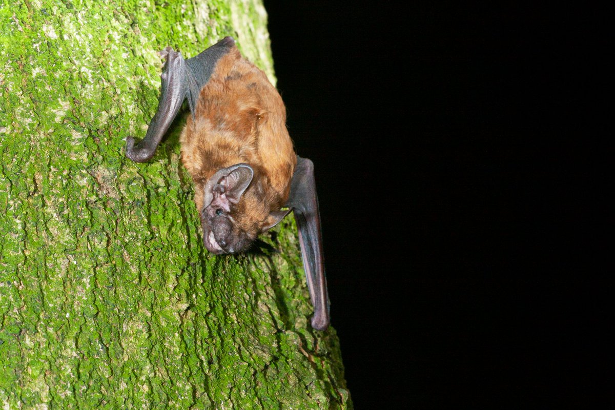 Tim R. Hofmeester🐾📷🎶 tweet media