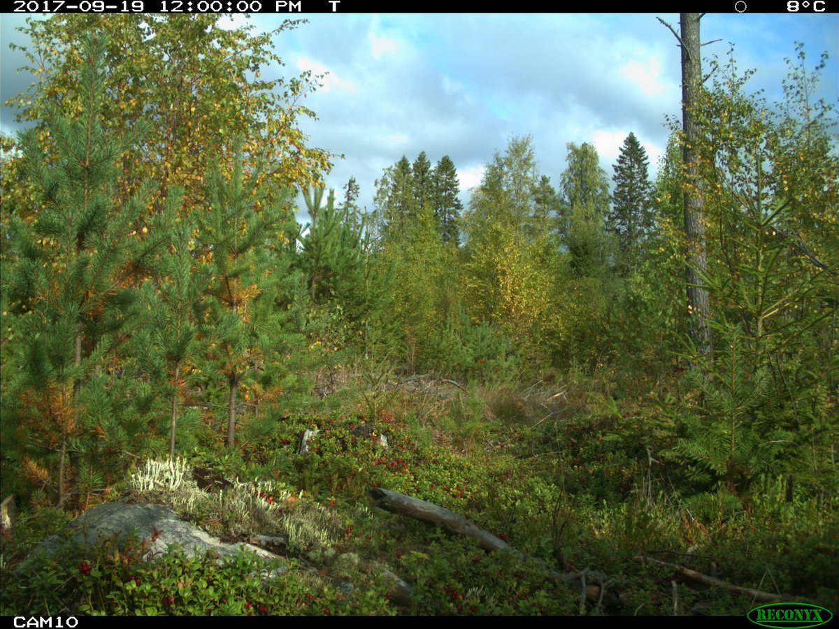 Tim R. Hofmeester🐾📷🎶 tweet media