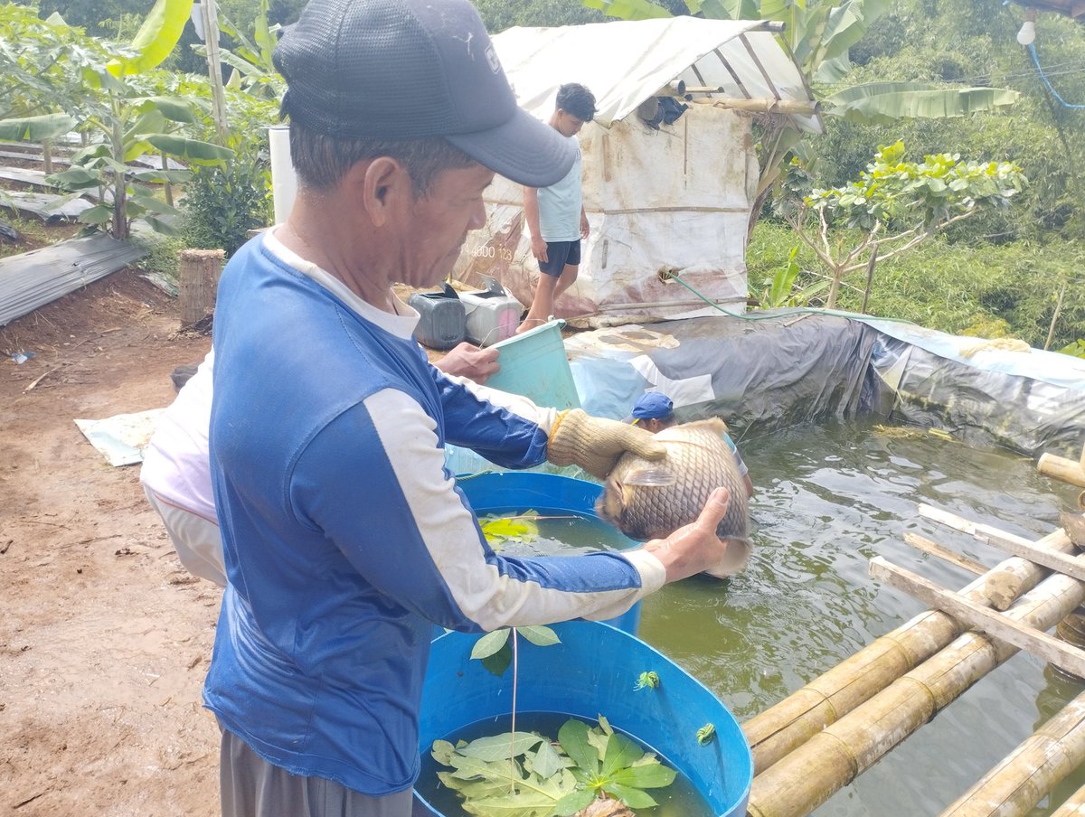 mohdialite's tweet photo. Senin (16/12), Mohamad Wahudi Luhkan Kab. Banjarnegara, di Pokdakan Mina Rahayu Ds. Kutawuluh, Kec. Purwanegara, Pendampingan Bantuan Pemerintah kepada kelompok pembudidaya ikan
#luhlapor #GiatLuhkanSatminkalBogor @PKBLU_bp3tegal @pusluh_bppsdm https://t.co/BBnjHd3a0T
