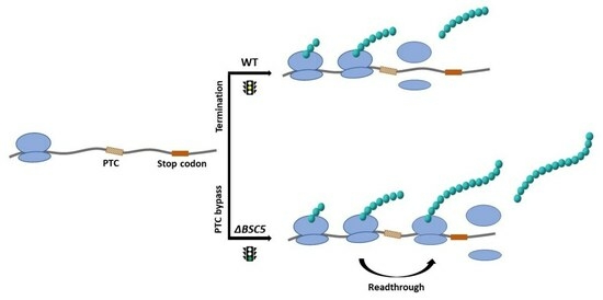 Biology_MDPI's tweet image. 🎈 We welcome you to read this interesting paper by Takallou et al.:

&quot;The Involvement of YNR069C in Protein Synthesis in the Baker’s Yeast, Saccharomyces cerevisiae&quot;

Enjoy reading at: mdpi.com/2686742

#GeneExpression #Codon