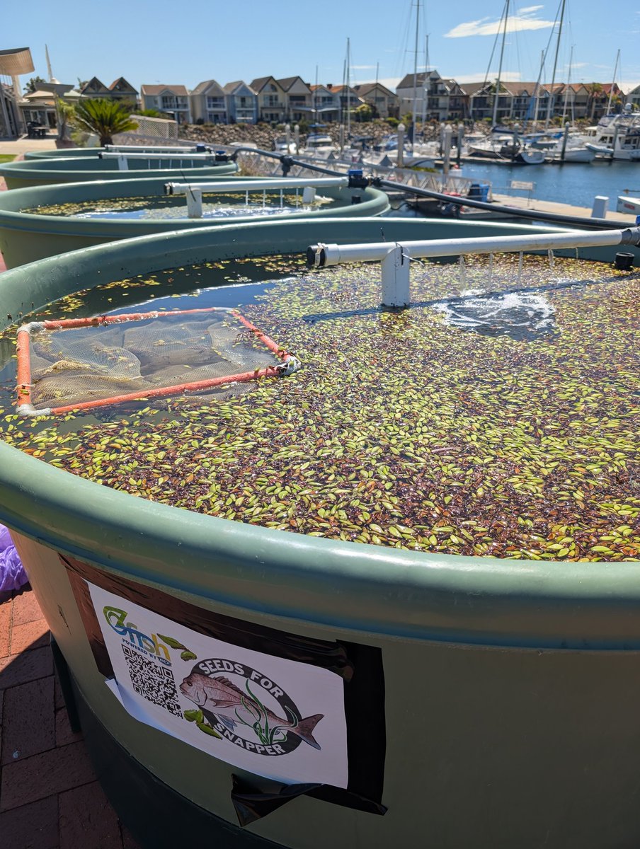 BMartin_sci's tweet photo. Xmas came early for @ozfishunlimited in SA with our Posidonia spp. seedlings ready for deployment this week for #SeedsforSnapper to restore seagrass meadows ๐ฑ๐ https://t.co/X2ua3nYwP3
