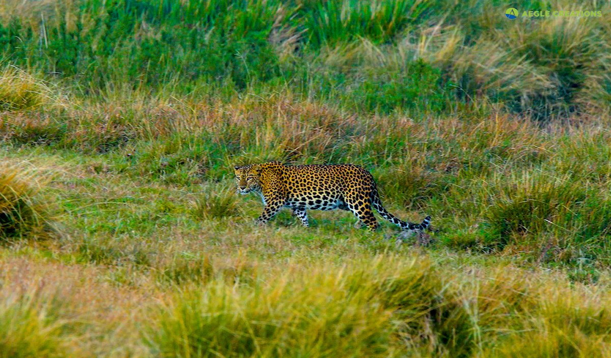 TRP1985's tweet photo. A leopard stalks through the vast grasslands of Horton Plains National Park, Sri Lanka. Learn more about these elusive cats in our documentary linked below.

Video - https://t.co/q9lBuEdWNl

#srilanka #nature #wildlife #bigcats #leopard #documentary #conservation #lka https://t.co/9yXCn1Jmgk