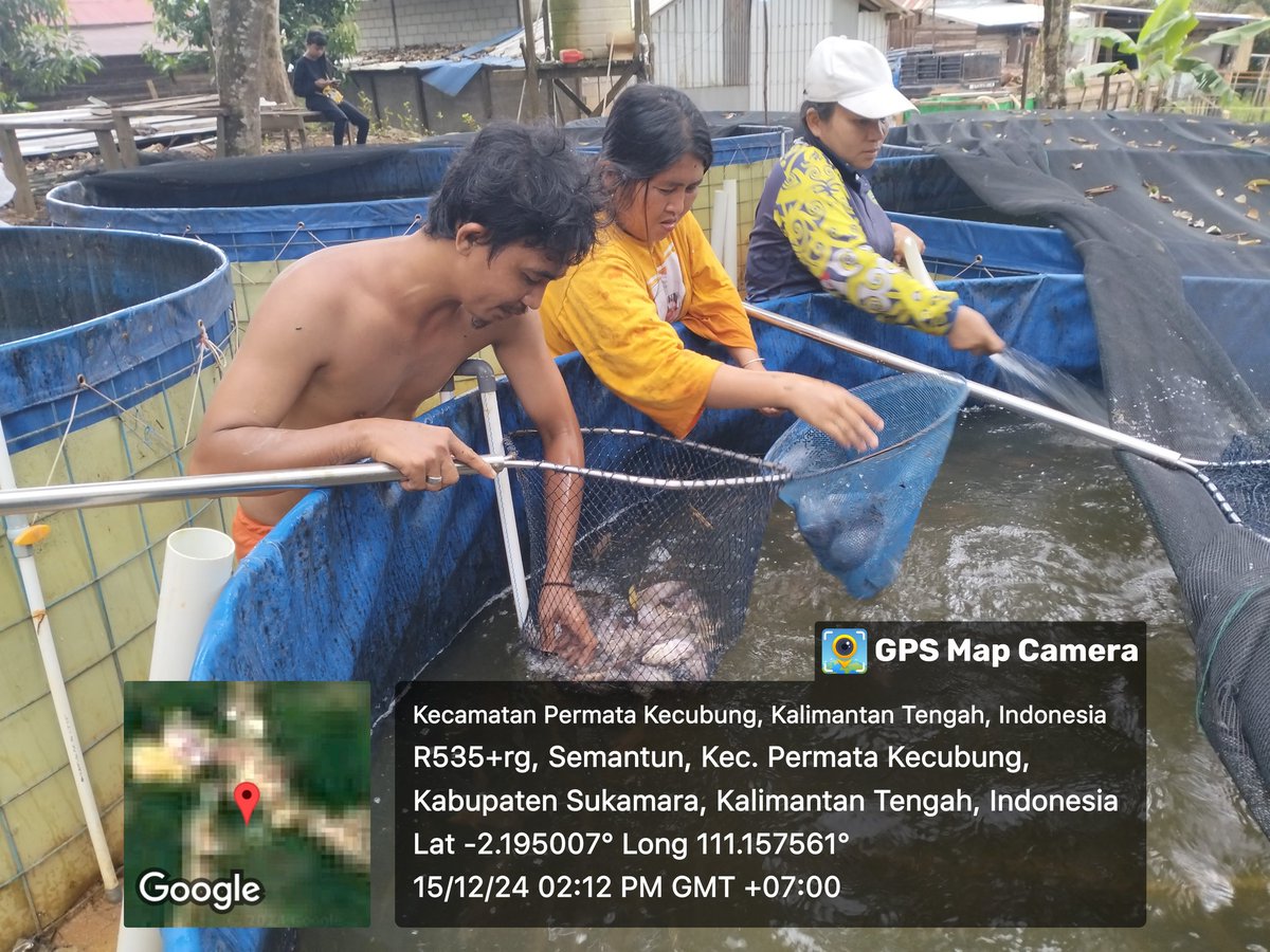 yermiawati's tweet photo. Minggu (15/12), Yermiawati Luhkan Kab Sukamara, di POKDAKAN Danau Berkah Desa Semantun kecamatan permata kecubung, Panen ikan Nila 65.9 kg, hrg 50000/kg, size 3,4,5 ekor/kg.
#GiatLuhkanSatminkalGONDOL
#Sukamara
#panen https://t.co/eF6fXXnUQZ