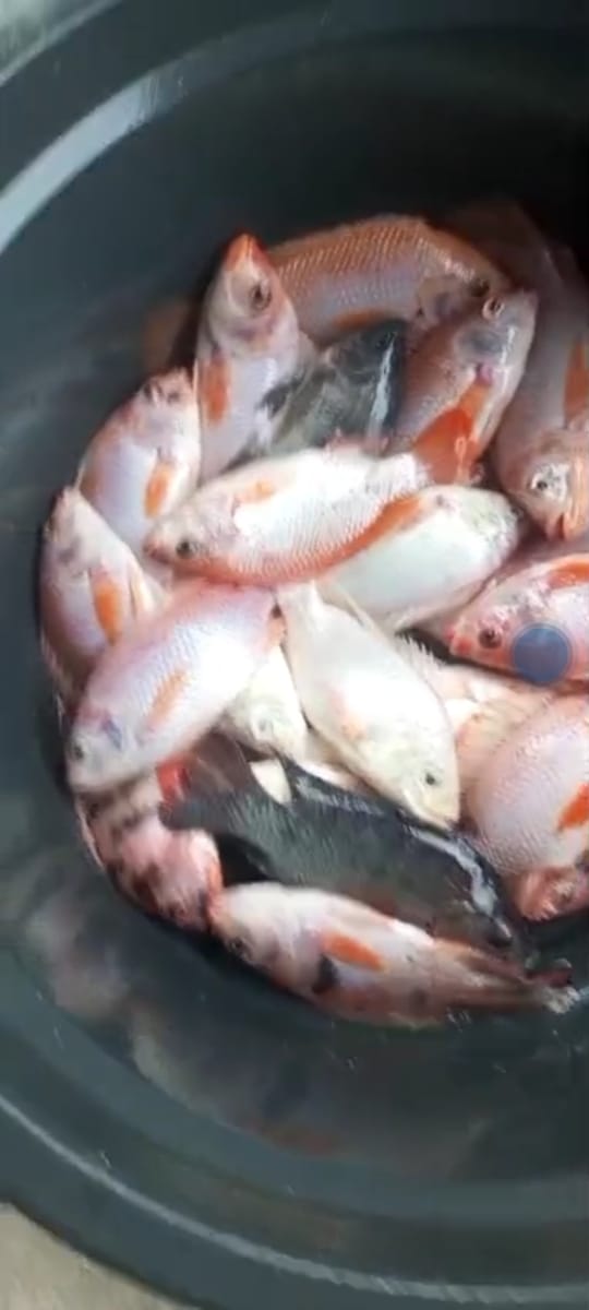 yermiawati's tweet photo. Minggu (15/12), Yermiawati Luhkan Kab Sukamara, di POKDAKAN Danau Berkah Desa Semantun kecamatan permata kecubung, Panen ikan Nila 65.9 kg, hrg 50000/kg, size 3,4,5 ekor/kg.
#GiatLuhkanSatminkalGONDOL
#Sukamara
#panen https://t.co/eF6fXXnUQZ