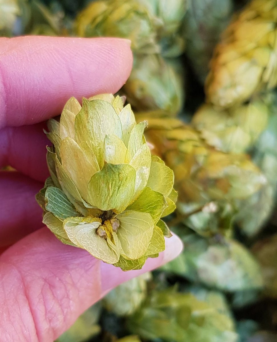 Olicana hops are amazing in a modern style beer. With the notes of passion fruit, grapefruit, and floral hints, Olicana adds a refreshing twist to your homebrew. Order your Olicana hops from here: stocksfarm.net/shop/hop-varie…  #homebrew #britishhops #hopvarieties #craftbeer #hopfarm