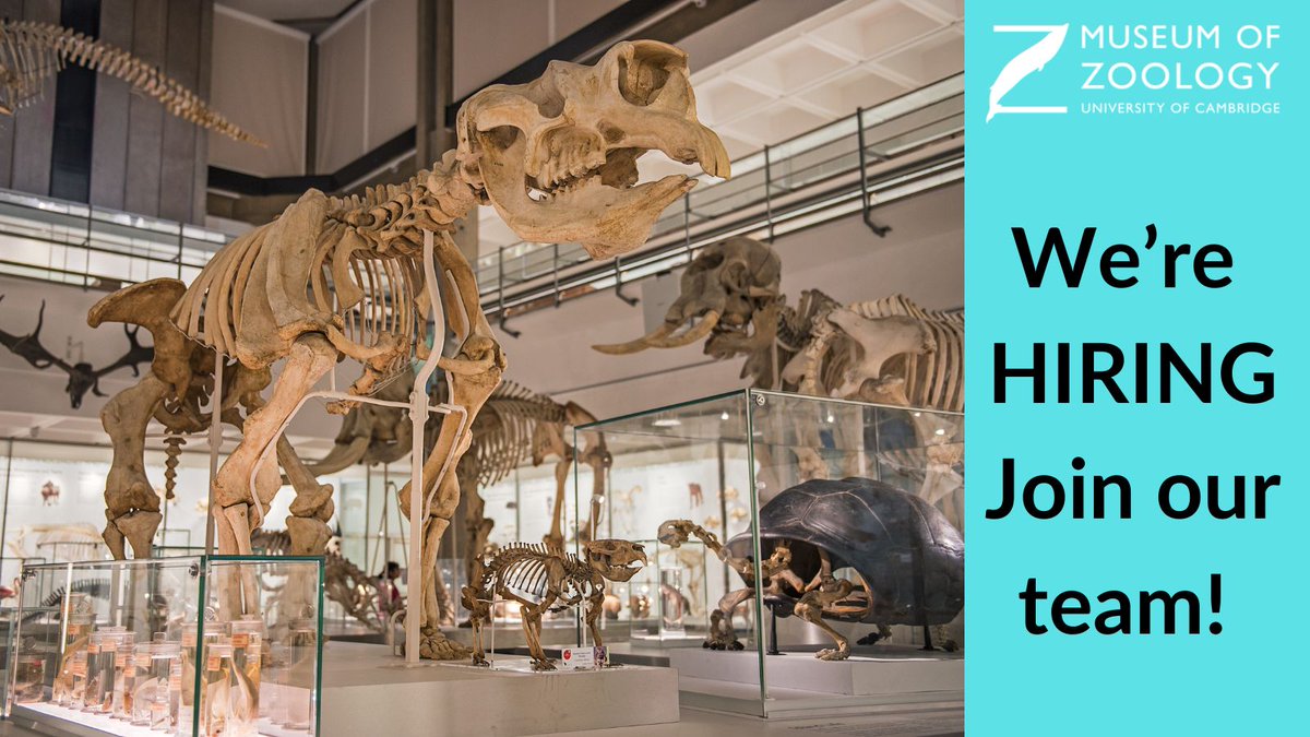 Museum of Zoology, Cambridge (@zoologymuseum) on Twitter photo 📢ASSISTANT CONSERVATOR VACANCY📢Apply by 5 Jan 2025! This role offers a unique opportunity to work as part of a friendly, fast-paced team working with one of the UK's most important natural history collections 🙂 jobs.cam.ac.uk/job/46400/ <a href="/CamUnivMuseums/">University of Cambridge Museums</a> #MuseumJobs 📢ASSISTANT CONSERVATOR VACANCY📢Apply by 5 Jan 2025! This role offers a unique opportunity to work as part of a friendly, fast-paced team working with one of the UK's most important natural history collections 🙂 jobs.cam.ac.uk/job/46400/ <a href="/CamUnivMuseums/">University of Cambridge Museums</a> #MuseumJobs