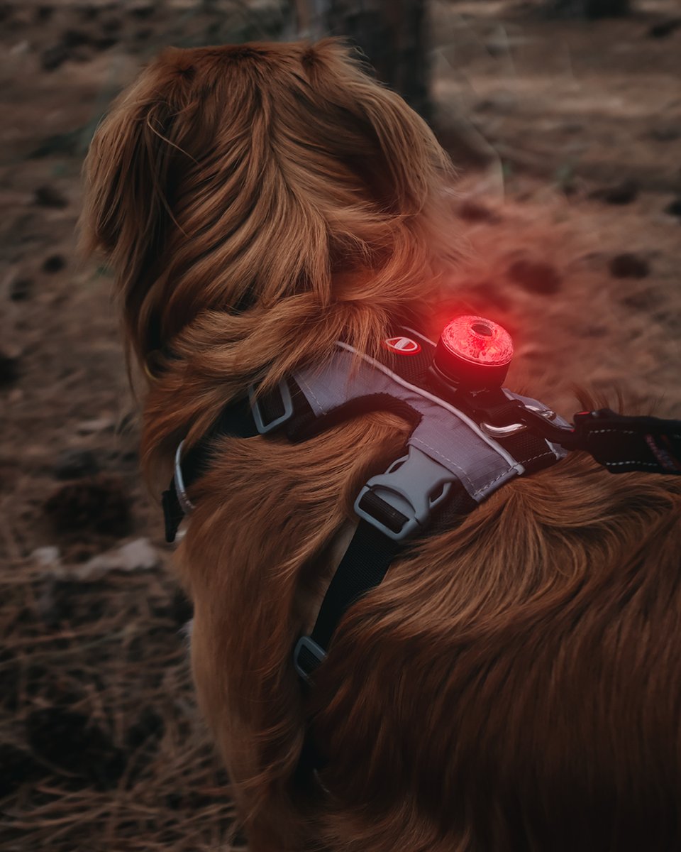 Be seen, always.

With the EzyDog GO2 Light 💡

#ezydog #dog #dogs #winter #light #snow #leaves #visibility