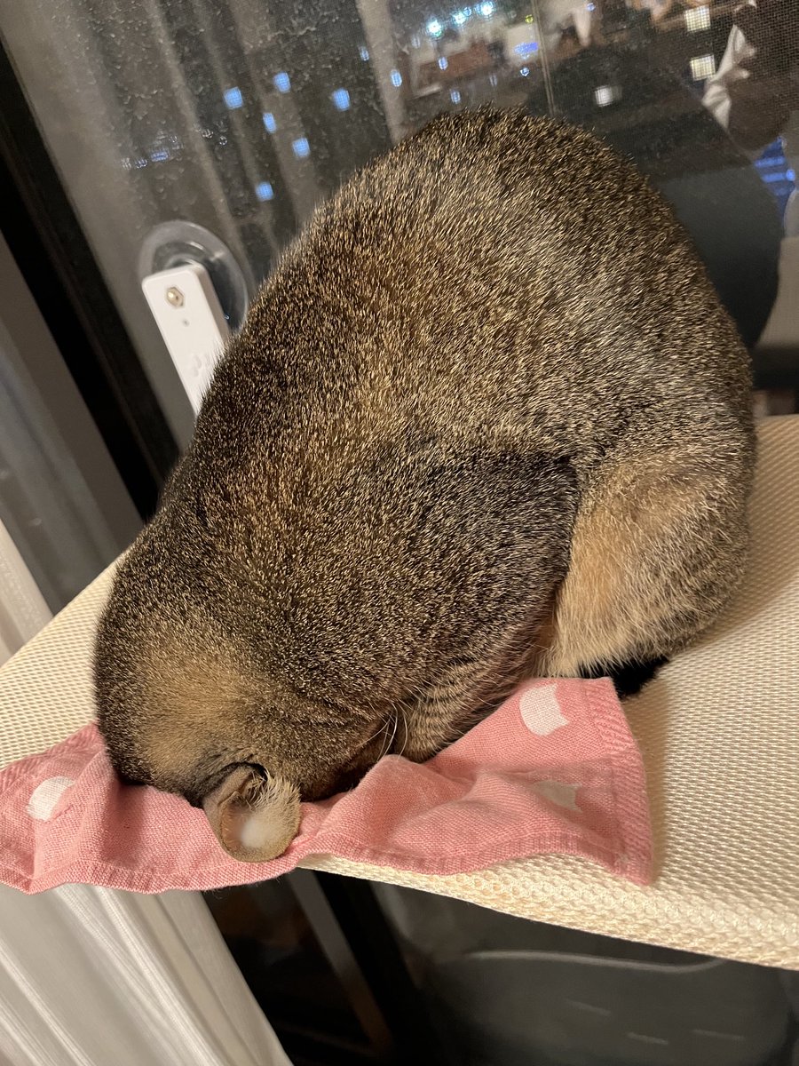 ごめん寝にしては随分角度のあるごめん寝🤣