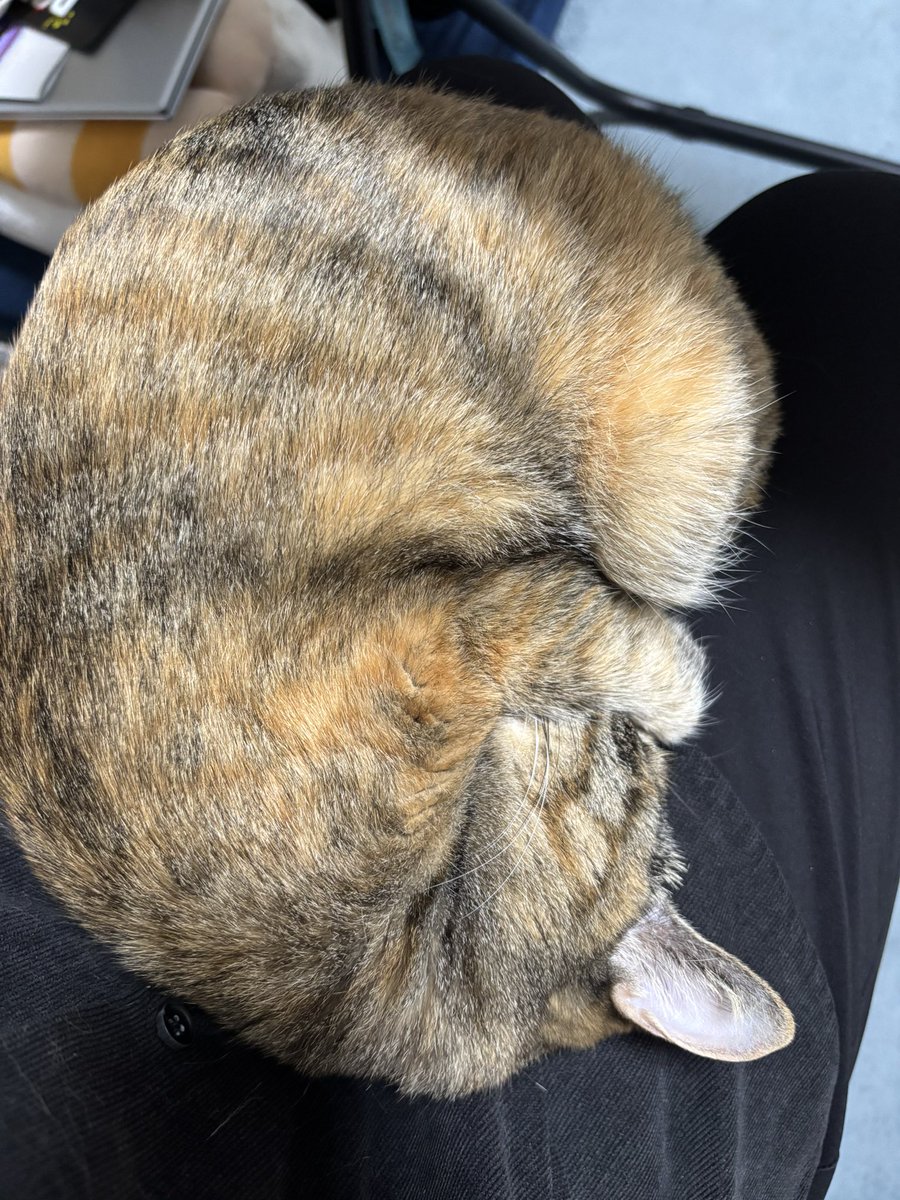 Rui6_24's tweet photo. アンモニャイト🐈

#ねこ #猫 #猫との日常 #アンモニャイト https://t.co/86LCn7z6nd