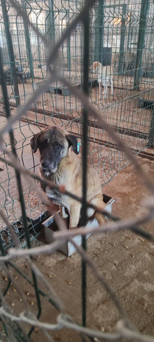 Dün size <a href="/veligunduzsahin/">Veli Gündüz Şahin</a> çadırdaki ölüm kampını gösterdik, aylar önce de konuştuk anlattık. Orada yüzümüze vicdandan, özeleştiriden bahsedip basın açıklamasında sadece bunun planlı bir provokasyon olduğundan(ki olmadığını gayet iyi biliyor, biz de anlattık), rant gibi köpek