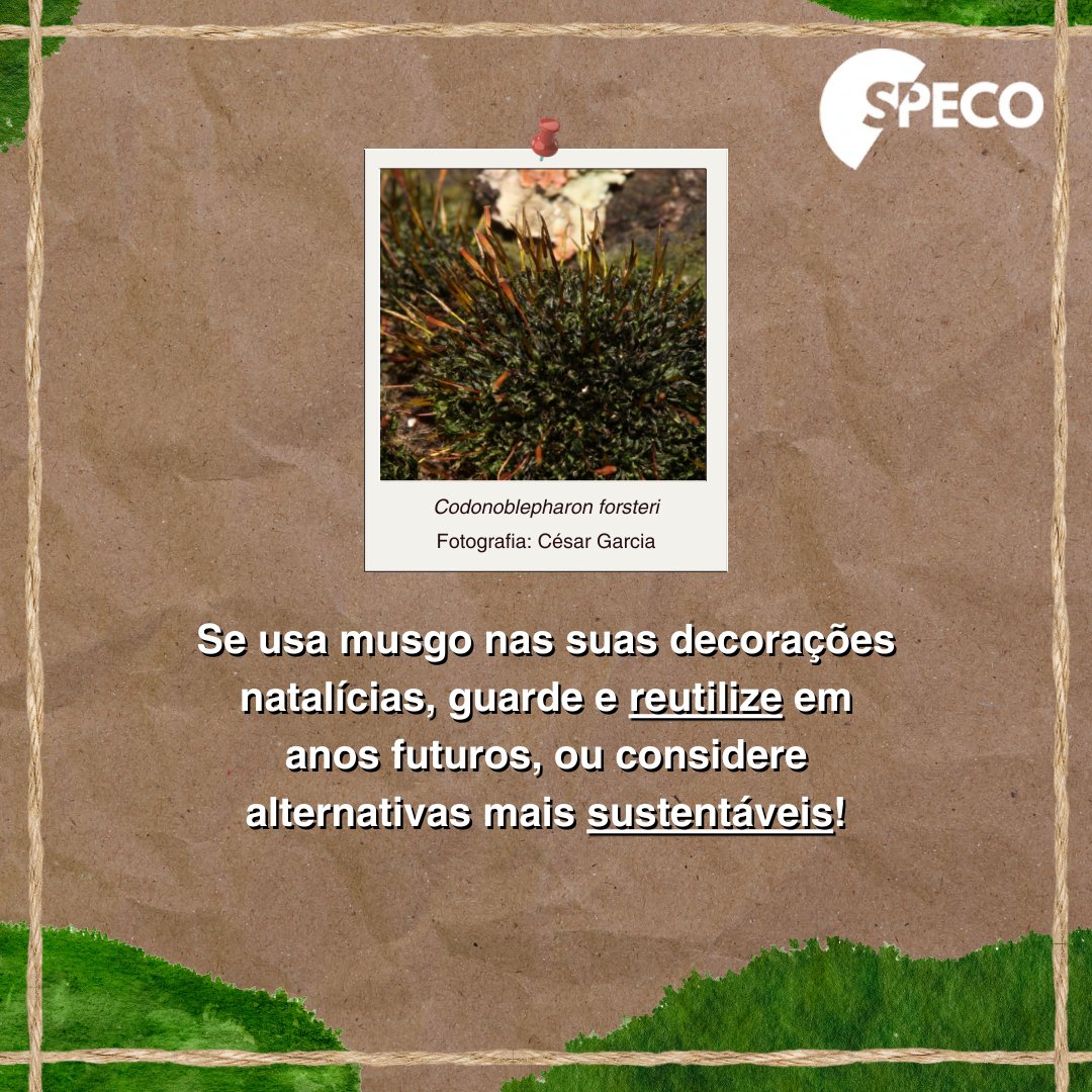 PortugalEcology's tweet photo. 🎄 A SPECO deseja a todos boas festas!
💭 Costuma usar musgo nas suas decorações natalícias? Não se esqueça de o guardar de forma segura e de o reutilizar em anos futuros, ou considere optar por uma alternativa mais sustentável!
#️⃣ #SPECO #BoasFestas #Musgos https://t.co/QAiSKTvQ4W