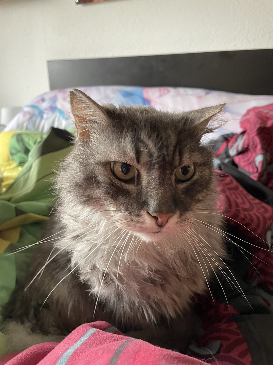 m2kurim's tweet photo. @everylunaever Hier bitte 🐱 https://t.co/WZUUOcCtsh