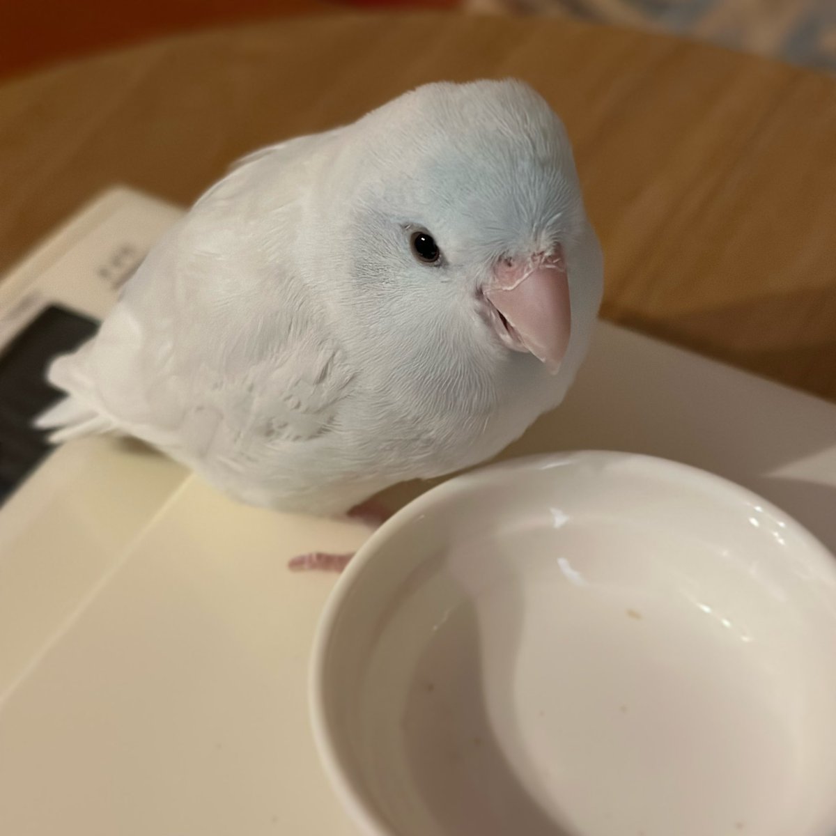完食するルーちゃん

Thank you for the meal.

#マメルリハ
#マメルリハインコ
#インコ
#アメリカンホワイト