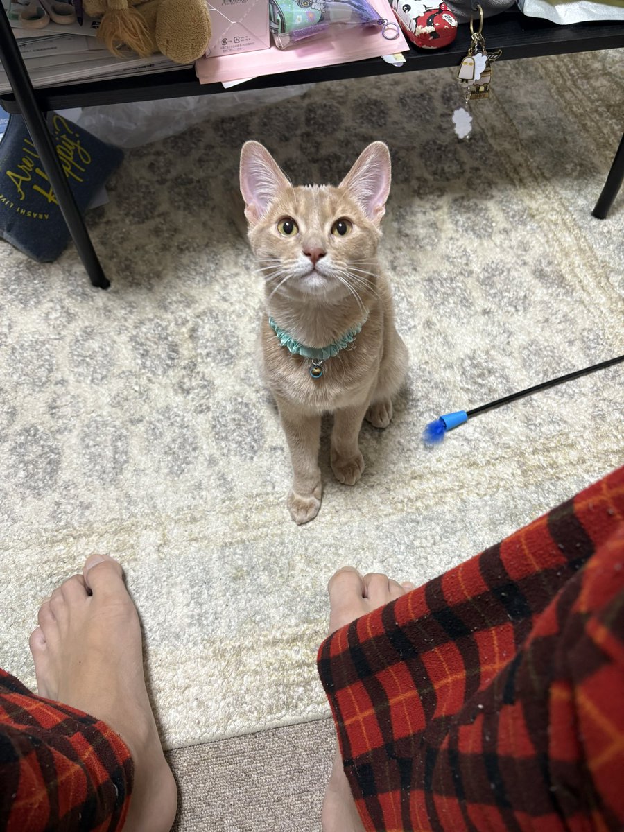 arupoi's tweet photo. @gajiro15 久しぶりです
猫たん飼って🐈
結婚もしました💍 https://t.co/13KdzedOVP