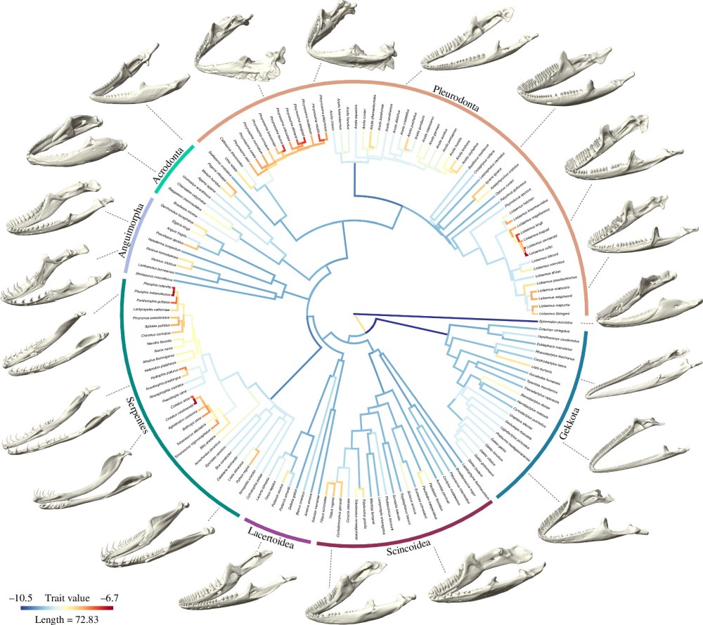 Lepidosaurs – including lizards and snakes - represent the most diverse group of land vertebrates, with a wide range of body shapes, diets and habitats. New research in #ProcB links this ecological diversification to lower jaw evolutionary innovation: ow.ly/H2qr50UrF0b