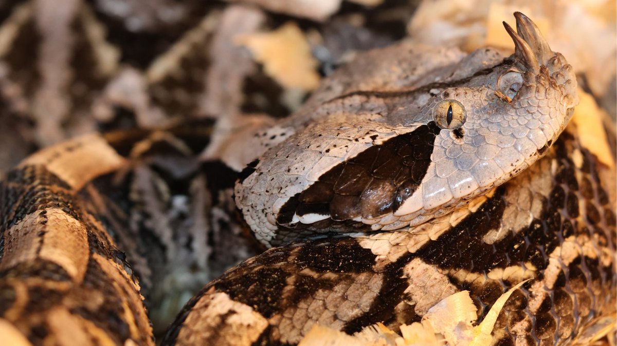 Don't let their reputation fool you! Snakes are ecological rockstars! They keep ecosystems healthy, provide natural pest control, and even inspire life-saving medicines! 

Learn more about these amazing animals ⬇️
savethesnakes.org/why-snakes 🐍

📸 M. Starkey / Bitis gabonica