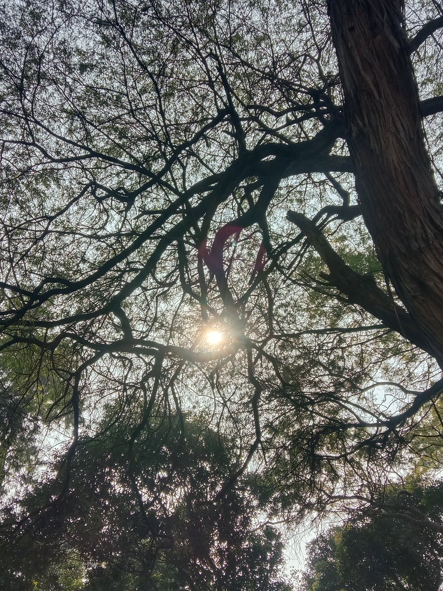 AshishRastogi12's tweet image. Do I get my admission to kinder garten class of the photography clubs? 

Can you spot the bird? 

#photoshoot #picstitch #lodhigarden #delhi #delhimonuments #sunnyday #suninmyeyes