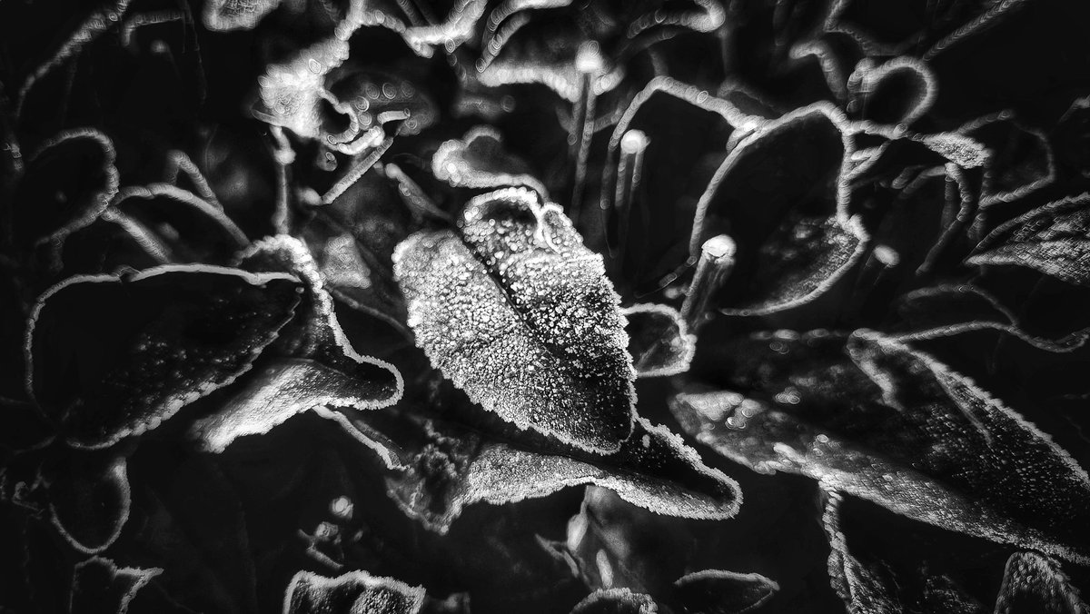 kazu75392264's tweet image. A morning with frost on the tea leaves.
