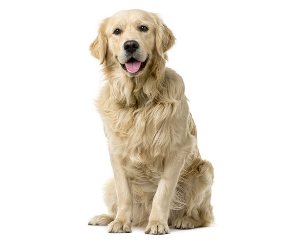 sunkistsodas's tweet photo. 🚨SHOCKING NEWS🚨 

Beloved Dog off of Half-life But The Ai Is Self Aware, Sunkist has been EATEN by the drink SUNKIST https://t.co/tTjqMr5LUl