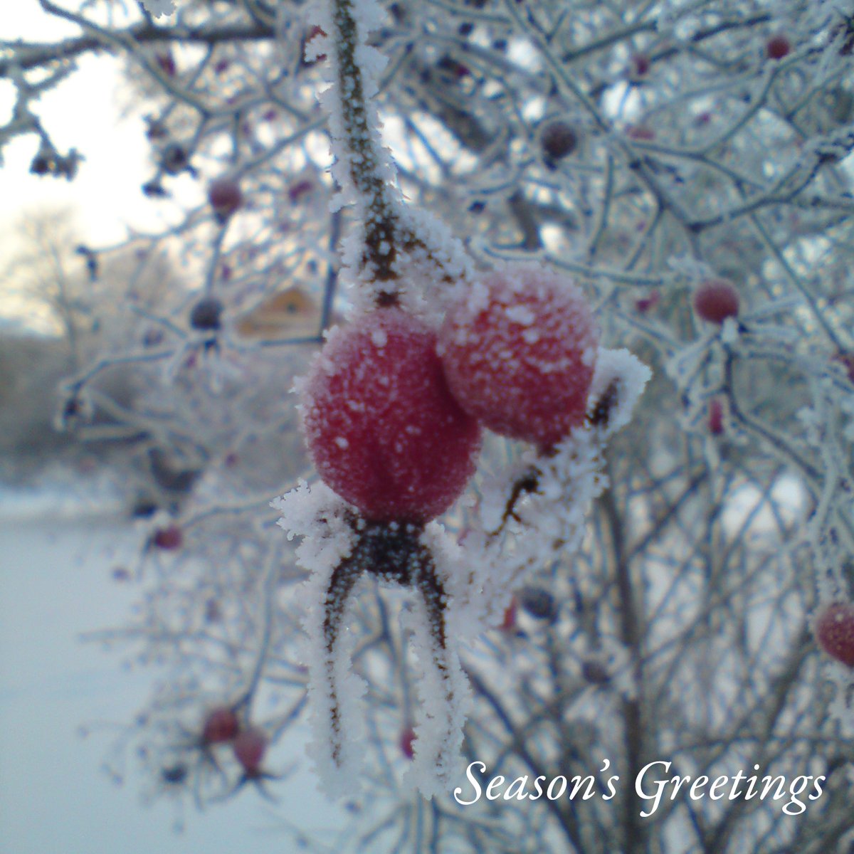 SwedishCollegium (@scas_uppsala) on Twitter photo Season's Greetings from SCAS! Season's Greetings from SCAS!