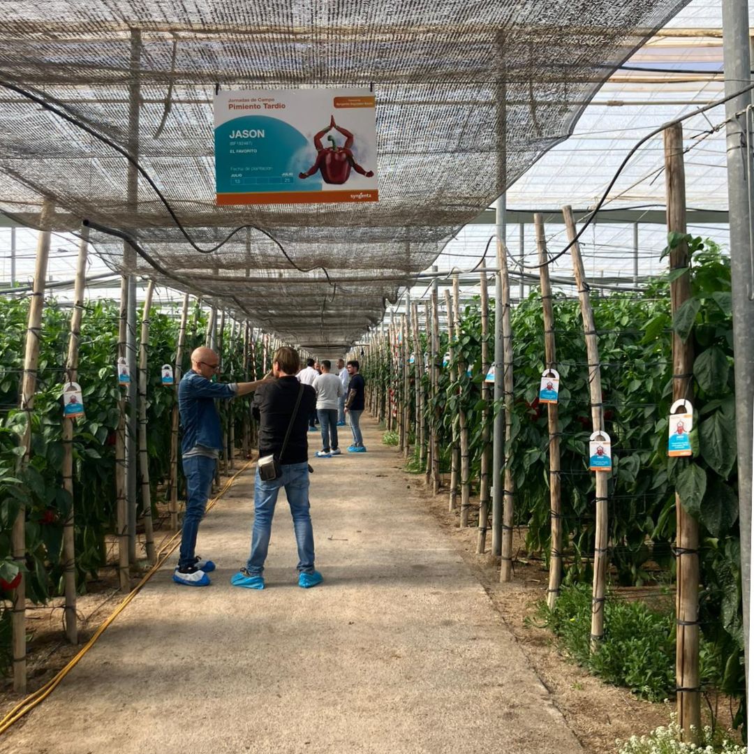 SyngentaES's tweet photo. 👩‍🌾🌶️ ¡Doble jornada de campo para dar a conocer nuestros pimientos para  ciclo temprano #Arconte y #Norris!

Hemos compartido las ventajas de estos dos Californias rojos con alta calidad de fruto y buen cuaje. Además, ambas variedades tienen resistencia a L4, spotted y oídio. https://t.co/UOeYgsYX69