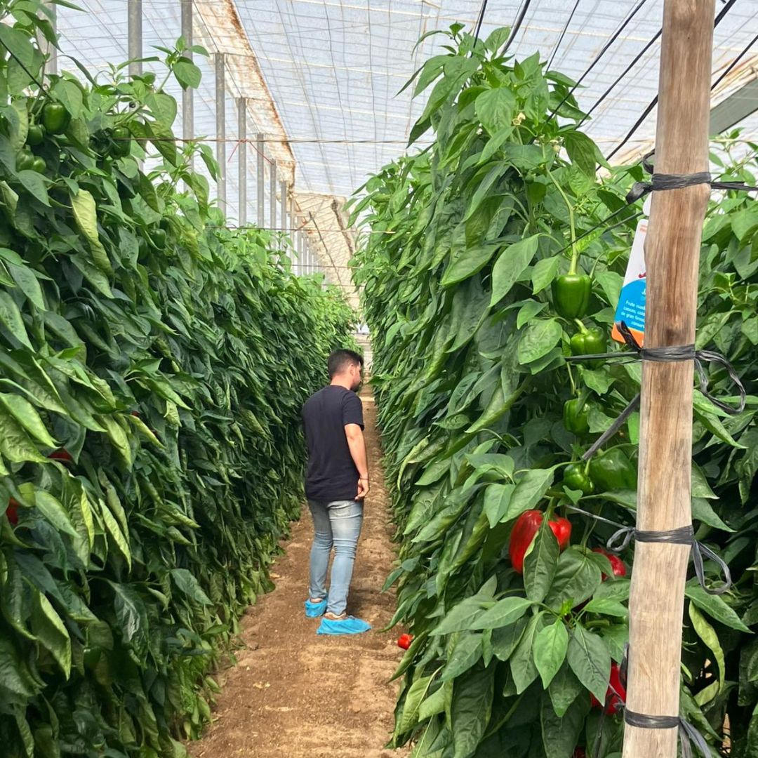 SyngentaES's tweet photo. 👩‍🌾🌶️ ¡Doble jornada de campo para dar a conocer nuestros pimientos para  ciclo temprano #Arconte y #Norris!

Hemos compartido las ventajas de estos dos Californias rojos con alta calidad de fruto y buen cuaje. Además, ambas variedades tienen resistencia a L4, spotted y oídio. https://t.co/UOeYgsYX69