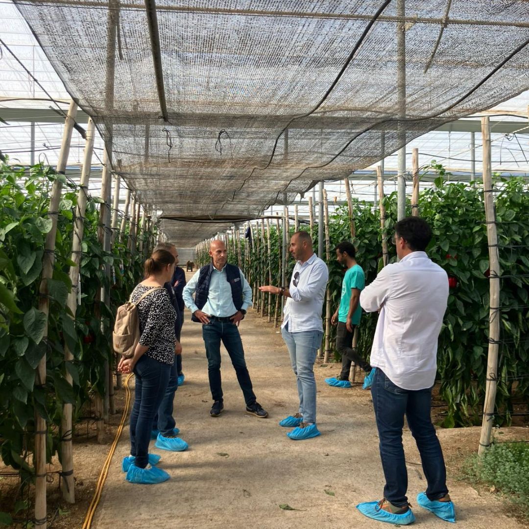 SyngentaES's tweet photo. 👩‍🌾🌶️ ¡Doble jornada de campo para dar a conocer nuestros pimientos para  ciclo temprano #Arconte y #Norris!

Hemos compartido las ventajas de estos dos Californias rojos con alta calidad de fruto y buen cuaje. Además, ambas variedades tienen resistencia a L4, spotted y oídio. https://t.co/UOeYgsYX69