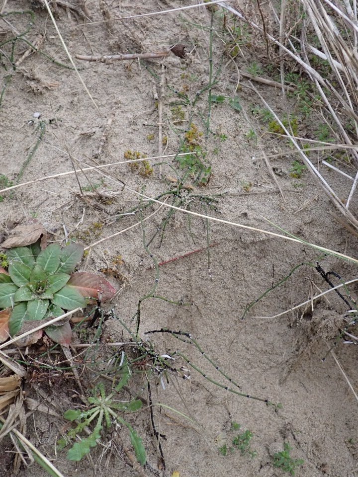 This little Christmas cracker was found by the BSBI Meirionnydd Naturalists’ Group during their Christmas walk on Harlech dunes last Friday - Variegated Horsetail / Marchrawn Amrywiol (Equisetum variegatum)