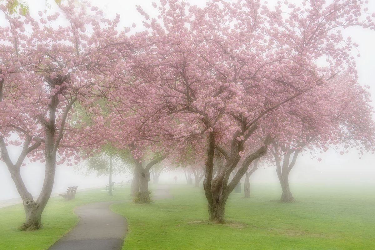 artindetails's tweet photo. — caught in a dreamy fog https://t.co/EJemWDGl8D
