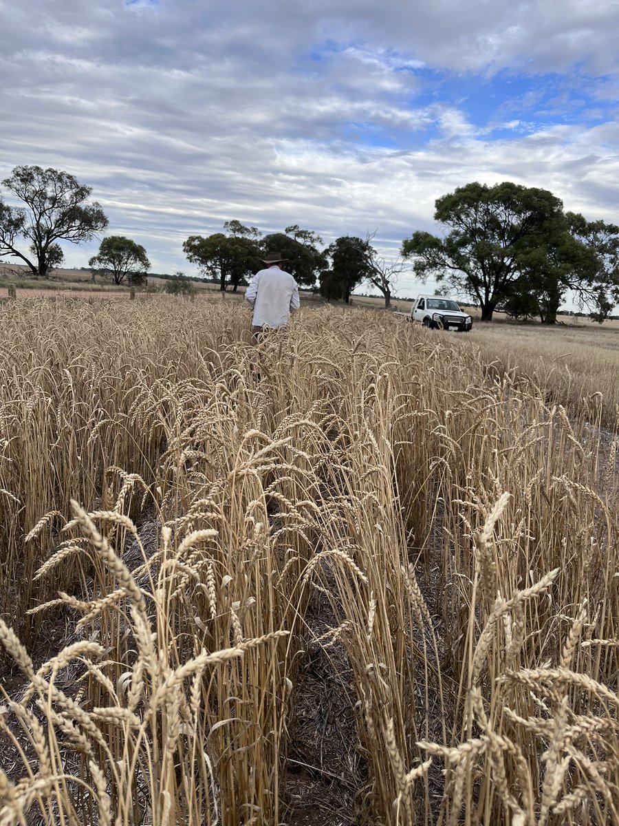 Year two of bulking up a 121 year old wheat variety! We started with 100 seeds and harvested 590 grams. Then sowed the 590 grams and harvested 23.95kg. 
Not the greatest result, but not the greatest season. Fingers crossed for a couple of tons next season! 😎🌾