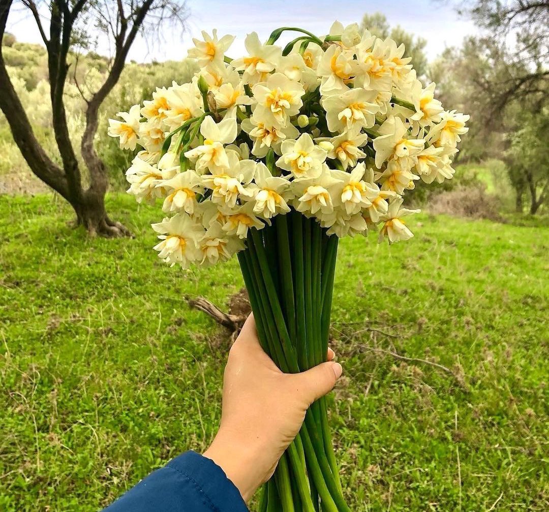 izmirgibiyiz's tweet photo. Karaburun’da nergis hasadı başladı. 50 nergisin bulunduğu bir demetin tarladan çıkış fiyatı 500 TL olarak belirlendi. https://t.co/gxtKnx8Obh