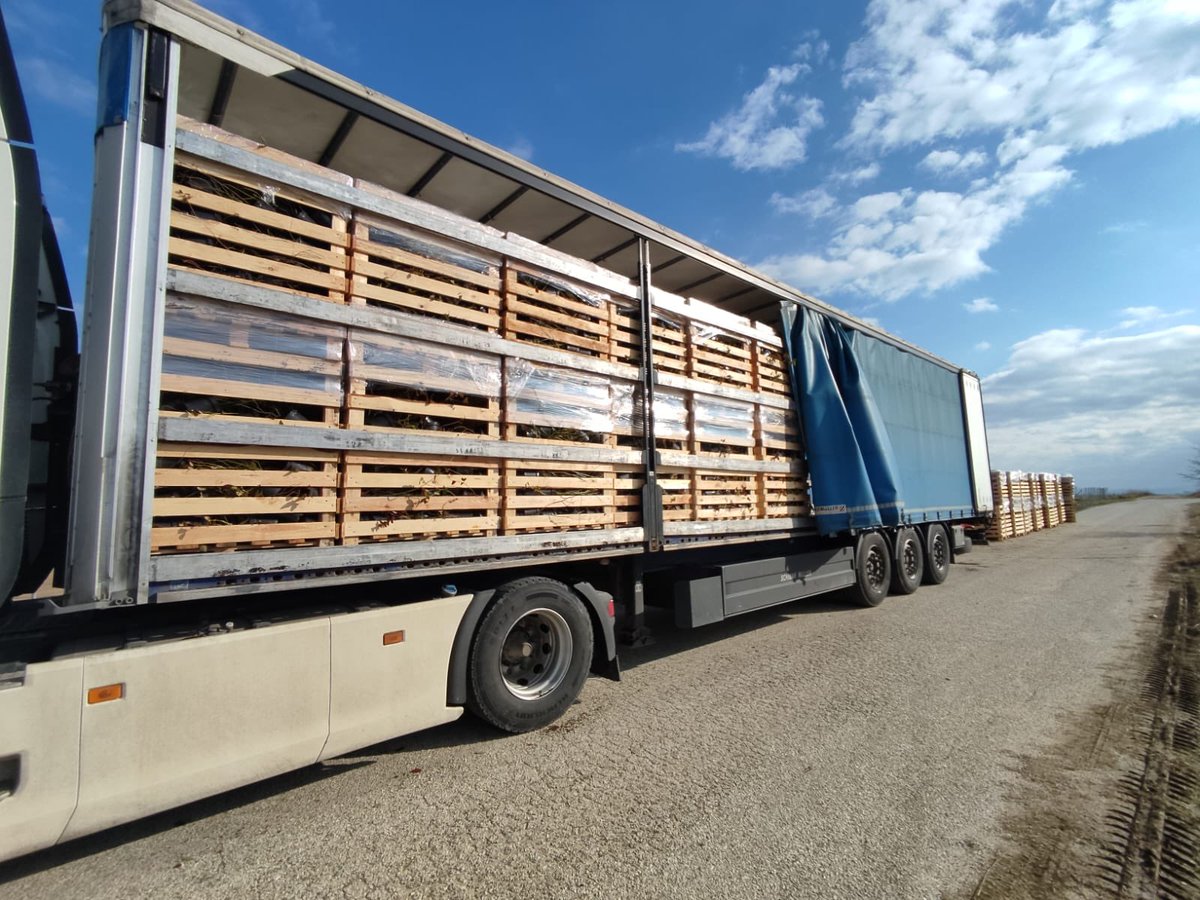dcttrading_tr's tweet photo. Altyapı çalışmalarında son aşamaya geldiğimiz çiftliğimizde, siparişlerimizin ilk bölümü olan 17 bin yaban mersini fidanı saksılarımızla ve toprakla buluşmaya başlıyor. 🌿🪴🫐✨ #fidan #yabanmersini #bluefarm https://t.co/icTSswq0d9