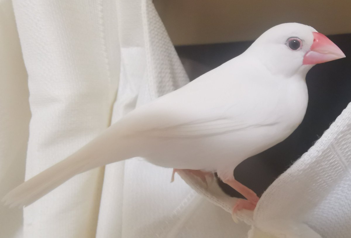 take28chiro's tweet photo. チロと遊んまする♡ https://t.co/QOPmpfbALv