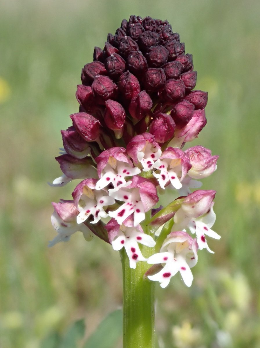 Merops Field Studies tweet media