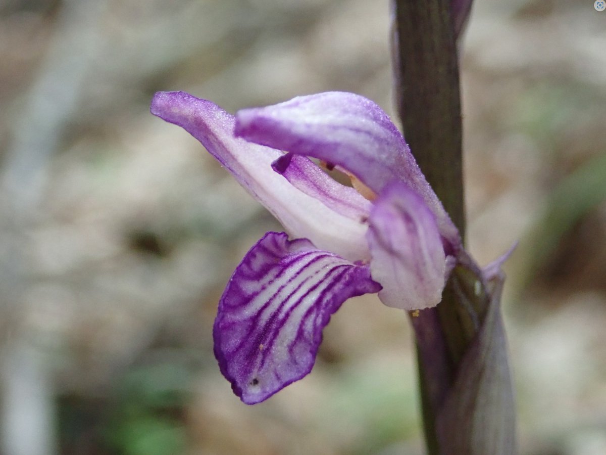 Merops Field Studies tweet media