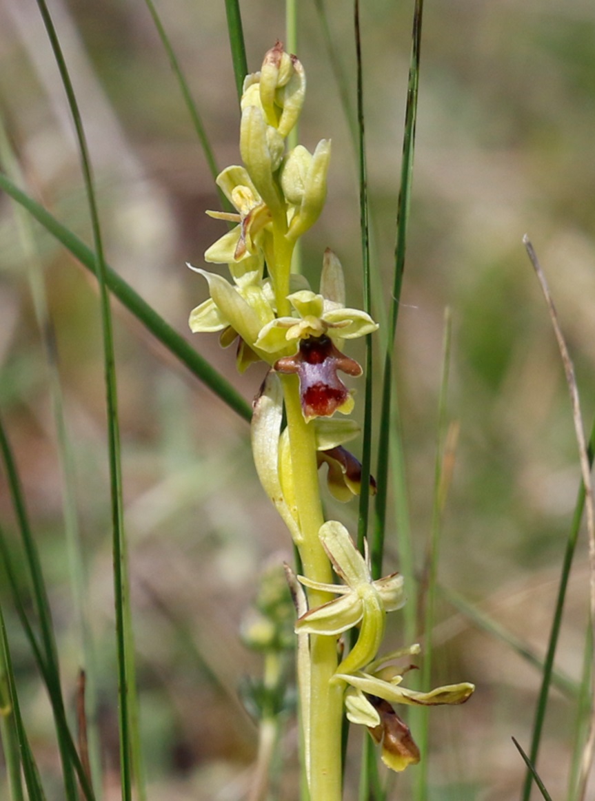 Re-visiting some of the fantastic #orchids we saw on our field trips this year. With our groups, we saw 24 species, including Woodcock, Burnt-tip and Violet Bird’s Nest Orchids, plus the very localised 𝘖𝘱𝘩𝘳𝘺𝘴 𝘢𝘺𝘮𝘰𝘯𝘪𝘯𝘪𝘪, which is endemic to the Grands Causses.