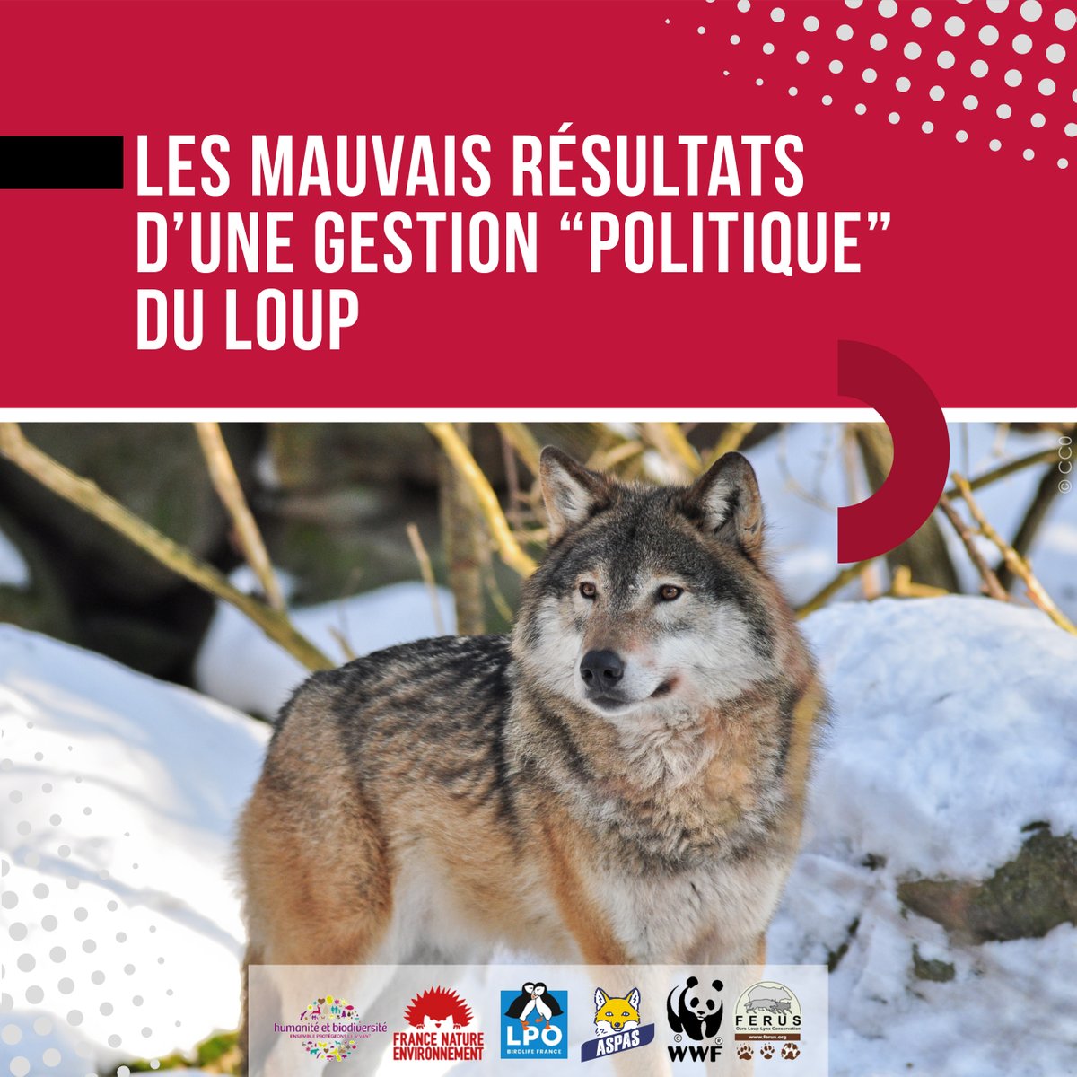ASPASnature's tweet photo. Moins de loups mais plus de dégâts ! Dans un communiqué commun publié le 15 décembre, nos 6 associations pointent l’échec patent de l’Etat dans la gestion de la #coexistence entre les activités d’élevage et le #loup en France...
https://t.co/CoqSyzAJ9G @afpfr https://t.co/sSfBIahkYY
