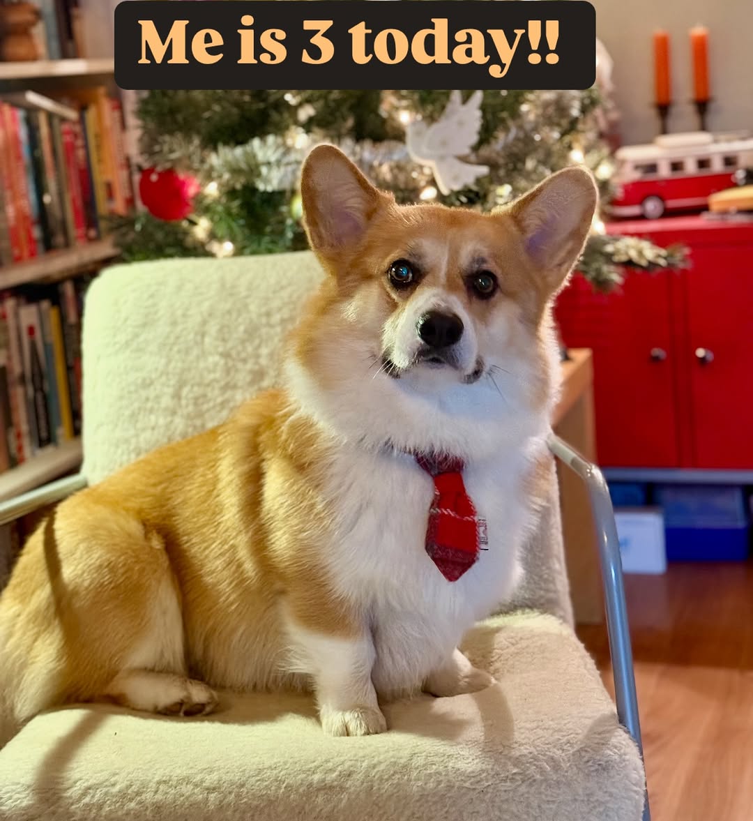 CorgiHugsClub's tweet photo. "3 years of love, fluff, and paws! ๐พ๐ Happy Birthday to the cutest corgi, Pippin! ๐โค๏ธ
#CorgiBirthday #HappyBirthdayPippin" https://t.co/TDSHZtFsT5