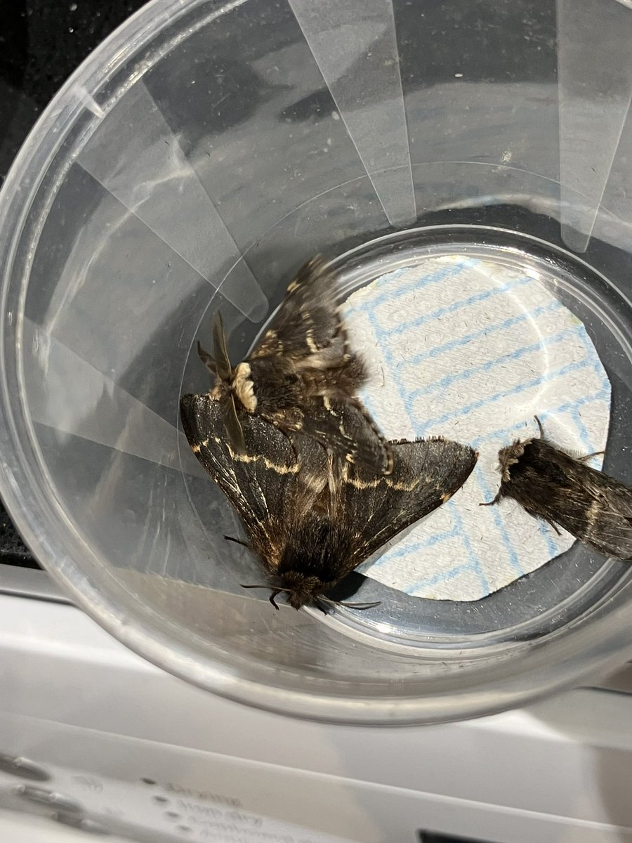 17 of 4 in and around the moth trap this morning. Always nice to see the larger female December Moth in amongst the male hordes. 14 December Moth, singles of Winter Moth, Yellow-line Quaker and Red-green Carpet in SE Hants VC11