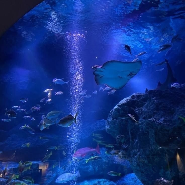 artindetails's tweet photo. — aquarium date https://t.co/lHj4iGF6yI