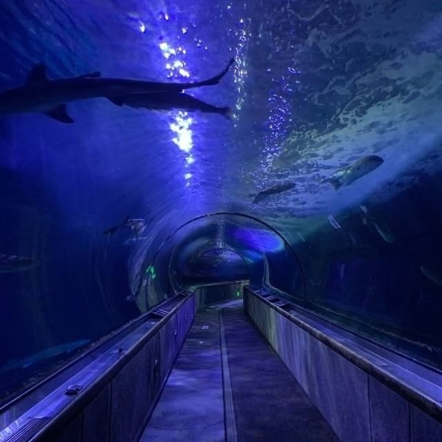 artindetails's tweet photo. — aquarium date https://t.co/lHj4iGF6yI