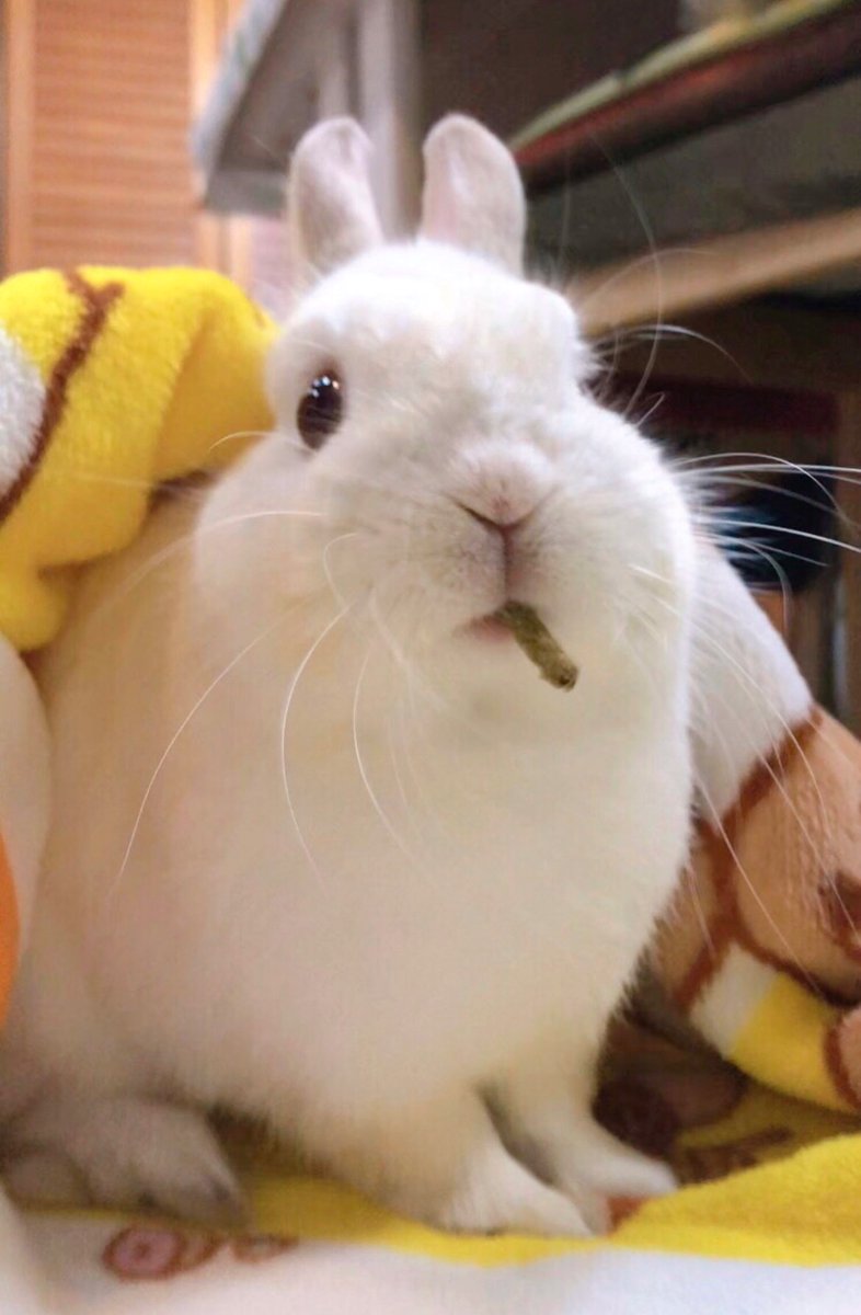 chiyo_ya00's tweet image. ペレットの食べ方、ハードボイルド…！🐰