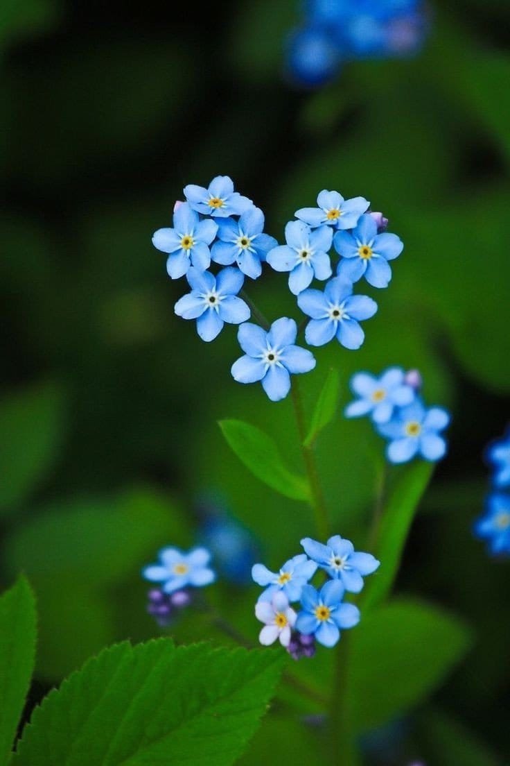 forget-me-nots