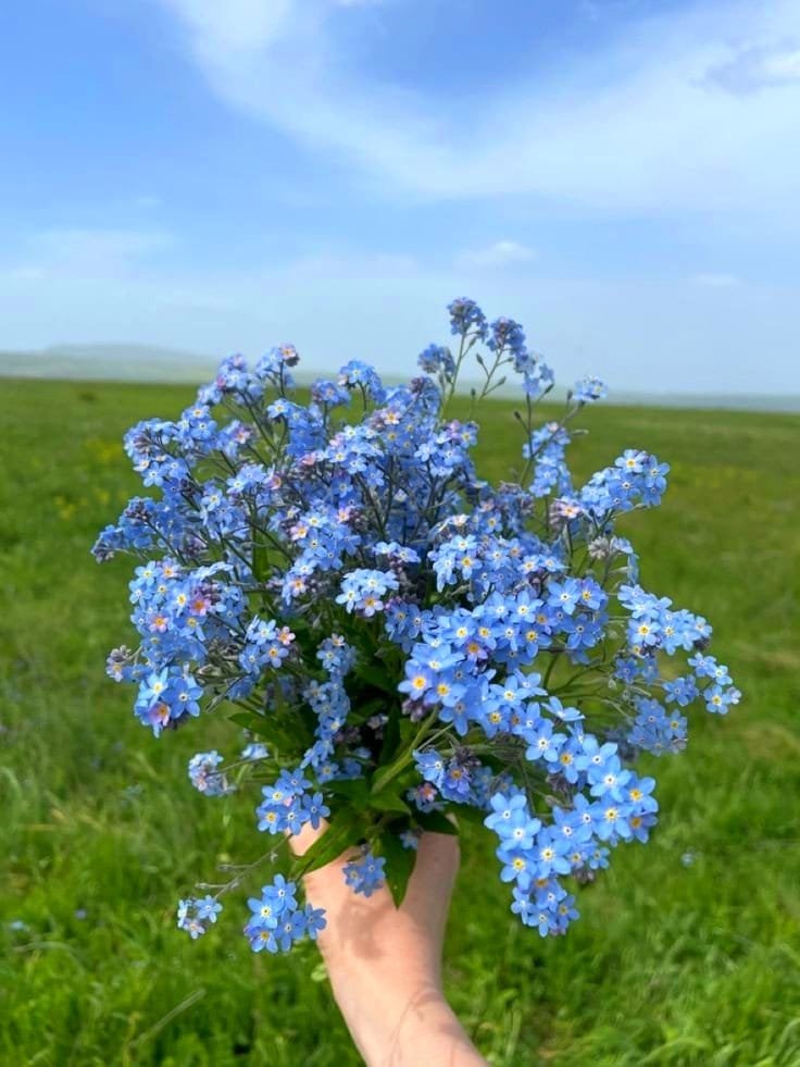 artindetails's tweet photo. forget-me-nots https://t.co/gdH8Pz6CGK