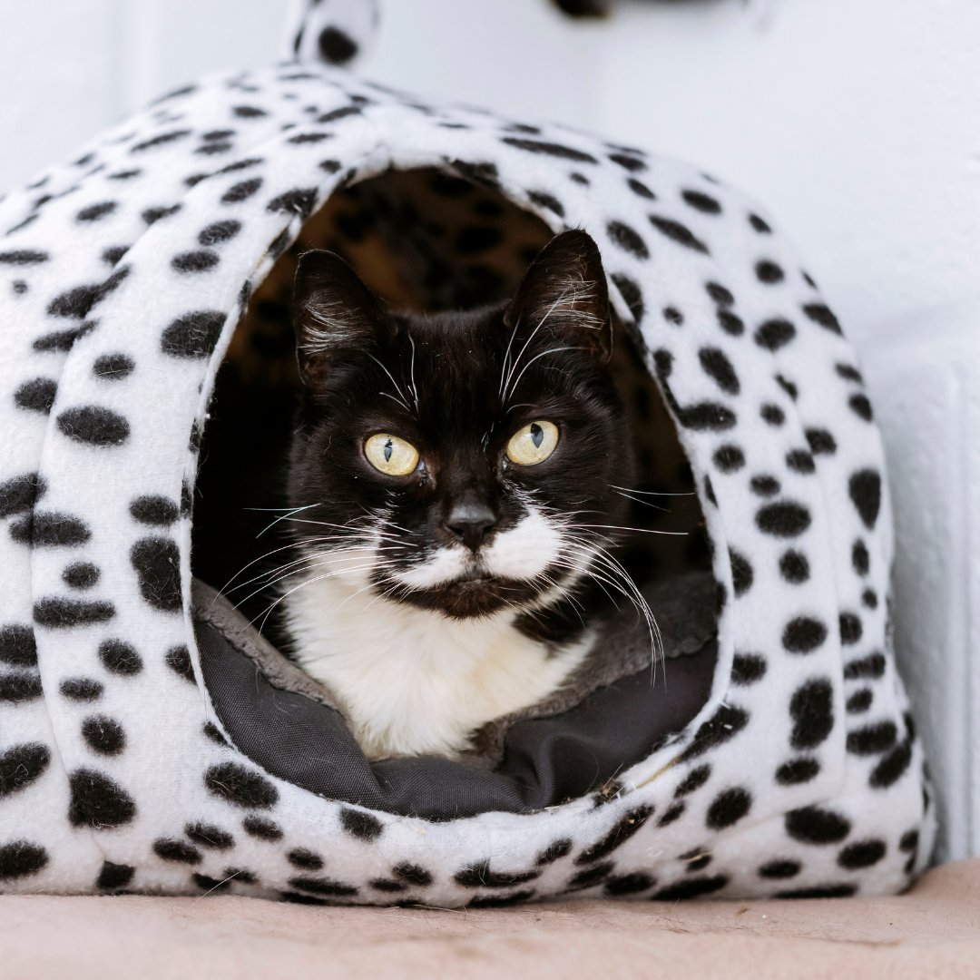 Finsbury made it to us just in time, and thanks to the care available, we saved her life. Without your donations, this wouldn't be possible. Donate today to give a life saving Emergency Care Box that could change a pet's story forever 📷 bit.ly/4eXe7QO 4/4